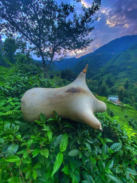 Tulum Derisi Tulum Derisi